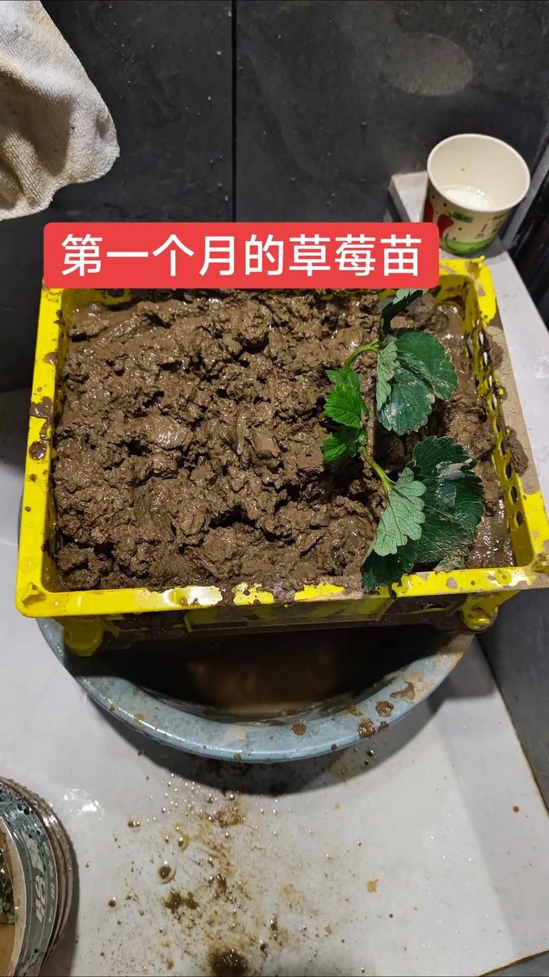 草莓可以二次移栽吗?完整操作指南,确保成活率 一、适宜时间