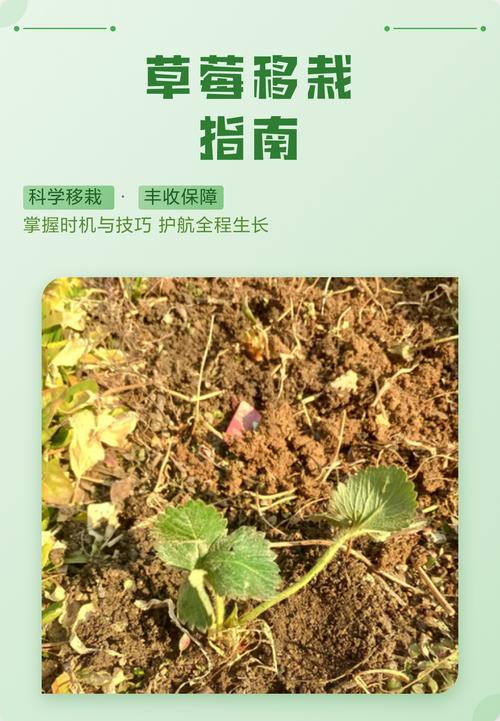 草莓可以二次移栽吗?完整操作指南,确保成活率 四、栽植深度