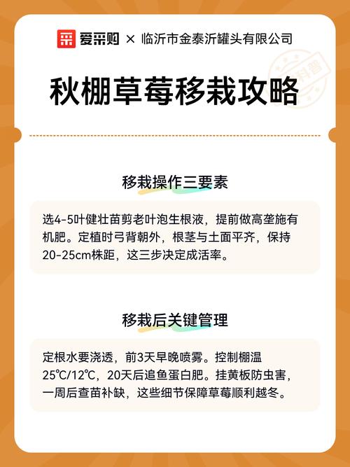 草莓可以二次移栽吗?完整操作指南,确保成活率 五、浇定根水