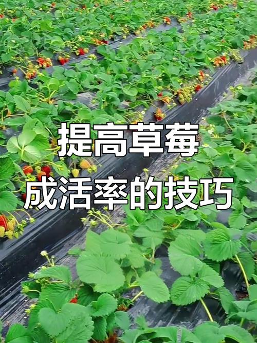草莓可以二次移栽吗?完整操作指南,确保成活率 六、缓苗管理