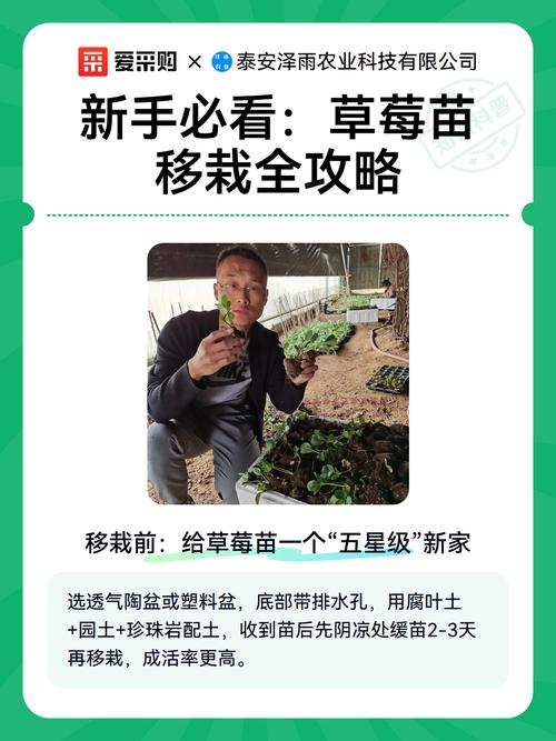 草莓可以二次移栽吗?完整操作指南,确保成活率 七、成活注意事项
