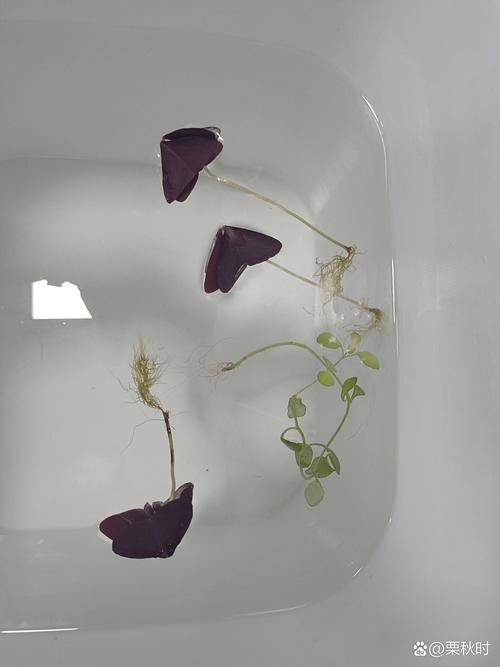 酢浆草能水培吗?深度解析栽培方法、水深基质与越冬管理 关键操作步骤:6步完成水培酢浆草