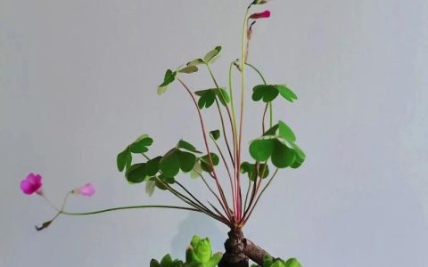 酢浆草能水培吗？深度解析栽培方法、水深基质与越冬管理
