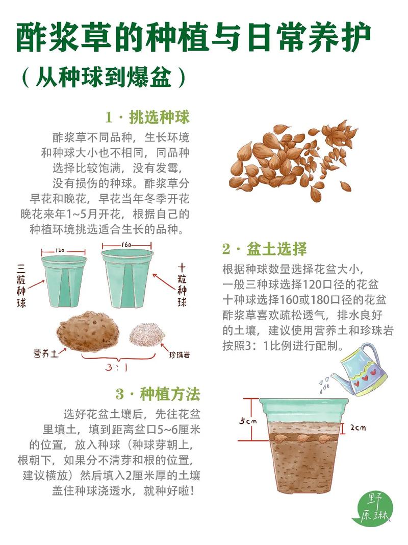 酢浆草能水培吗?深度解析栽培方法、水深基质与越冬管理 景观配置建议:桌面微景观