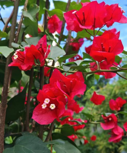 花叶红三角梅勤花吗？怎么养才能一年开爆盆