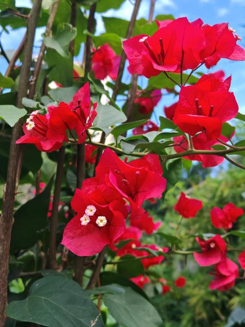花叶红三角梅勤花吗?怎么养才能一年开爆盆 花叶红三角梅勤花吗?怎么养才能一年开爆盆