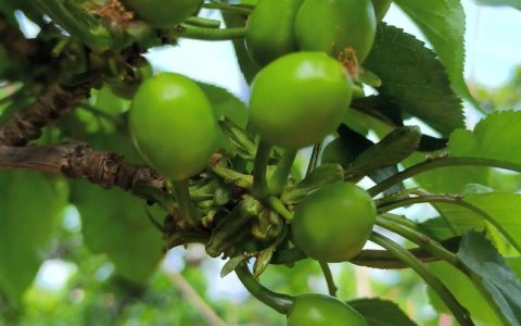 樱桃种植时间和方法：从选苗到盛果期的全攻略