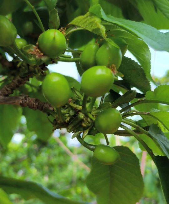 樱桃种植时间和方法：从选苗到盛果期的全攻略