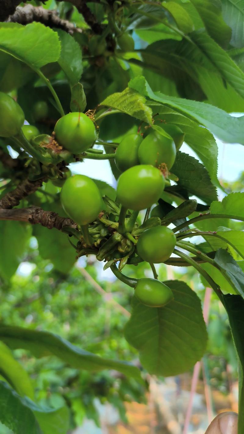 樱桃种植时间和方法：从选苗到盛果期的全攻略