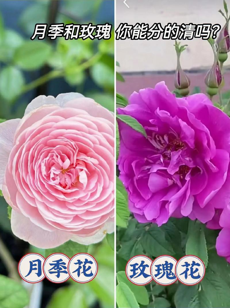 玫瑰花跟月季花有什么区别?一篇看懂6大关键差异,帮你选对花种 场景化选择建议:我应该种哪个?