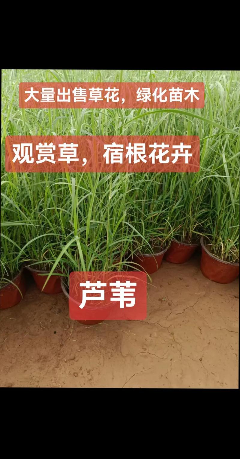产地影响价格：主产区批发价差可达40%