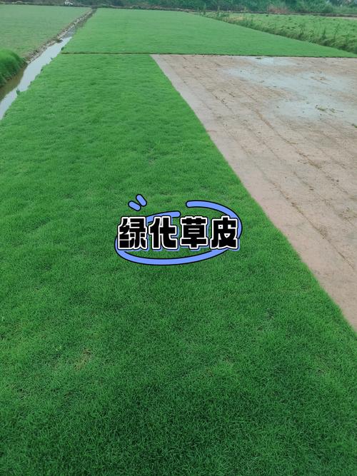 马尼拉草皮特性与选择建议