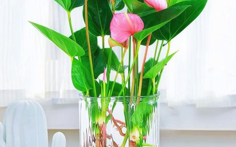 南面阳台适合种什么植物？6种耐晒好养的盆栽推荐