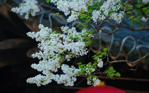 丁香花：木犀科丁香属的庭院观赏花木