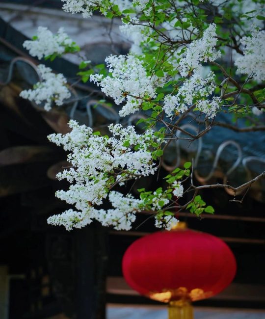 丁香花：木犀科丁香属的庭院观赏花木