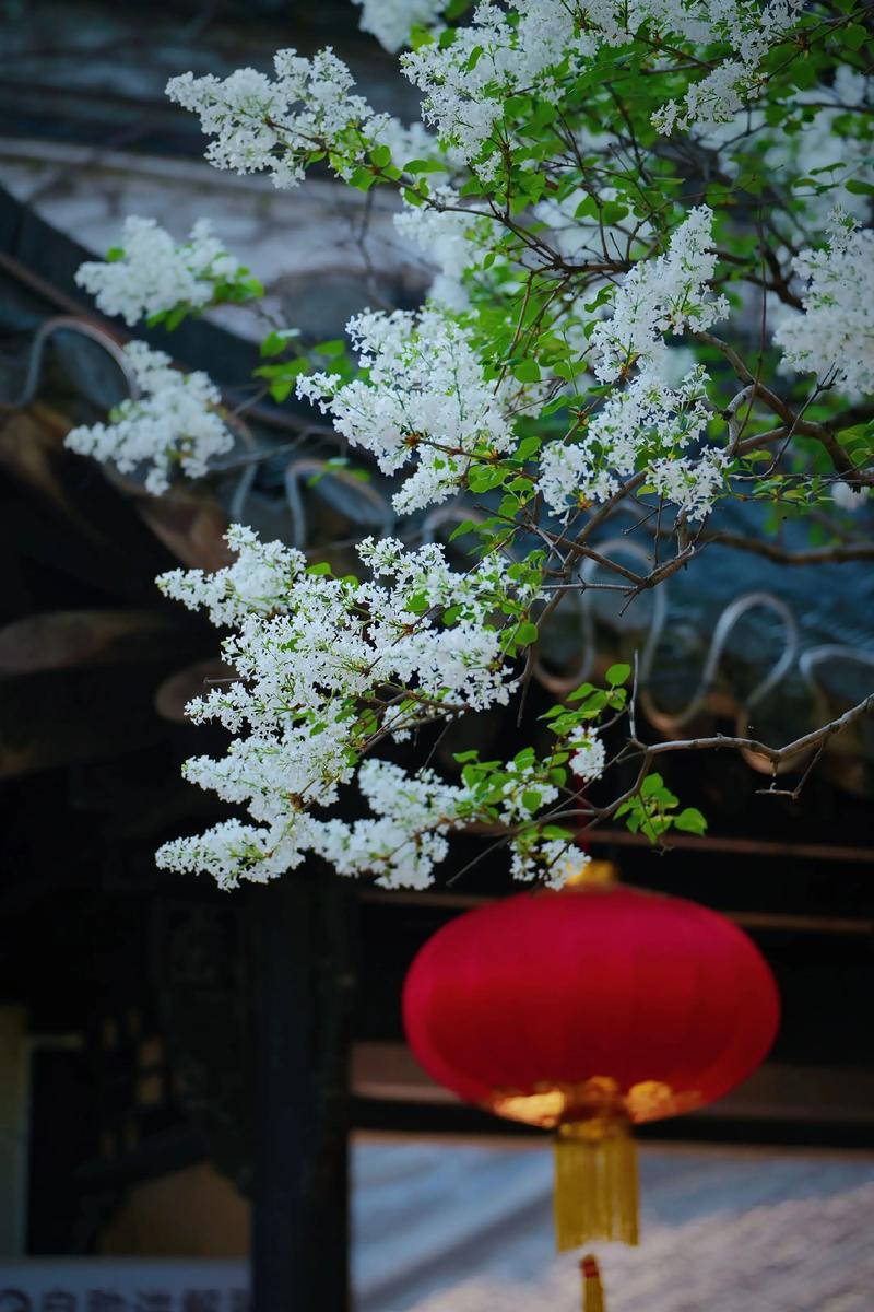 丁香花:木犀科丁香属的庭院观赏花木 丁香花:木犀科丁香属的庭院观赏花木