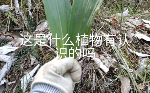 种毛慈菇一亩利润多少？2026年最新种植成本与收益分析