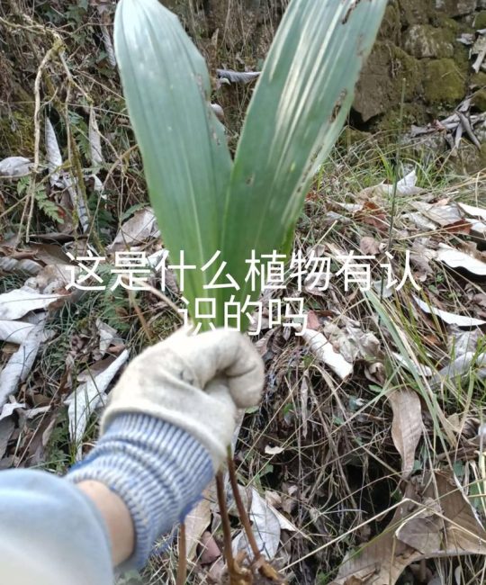种毛慈菇一亩利润多少？2026年最新种植成本与收益分析