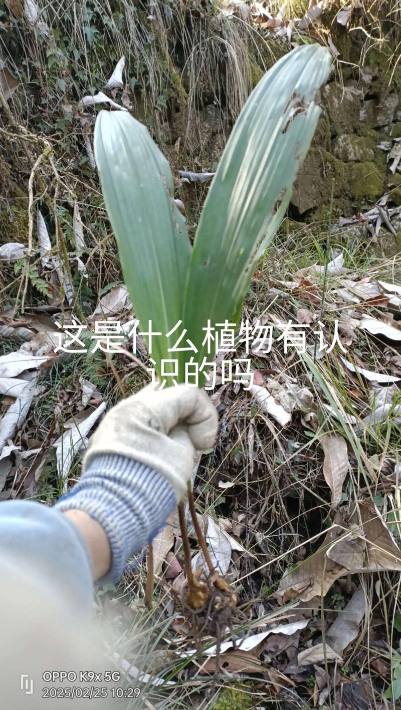 种毛慈菇一亩利润多少?2026年最新种植成本与收益分析 种毛慈菇一亩利润多少?2026年最新种植成本与收益分析