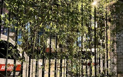 大门口能种竹子吗？科学解读布局、养护与风险防范