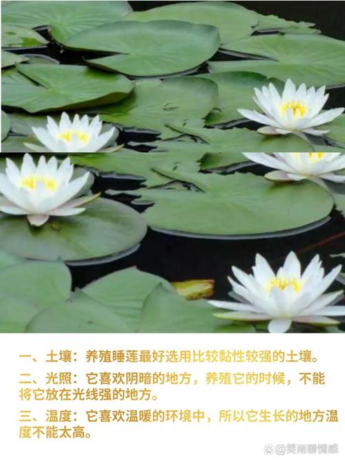 睡莲需要什么土种植最好?专家给出最佳土壤配方与操作指南 避坑指南:这3种“土”千万别用