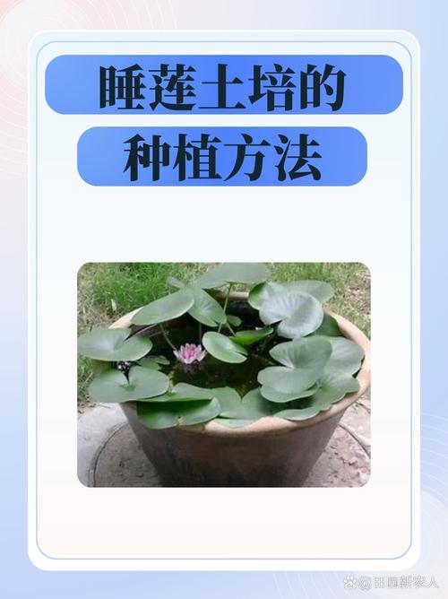 睡莲需要什么土种植最好?专家给出最佳土壤配方与操作指南 塘泥,是睡莲的“原生土壤”