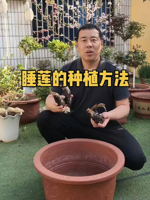睡莲需要什么土种植最好?专家给出最佳土壤配方与操作指南 常见问题解答