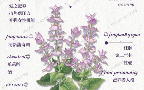 鼠尾草种植全攻略：从选种到成活的最佳时间与方法