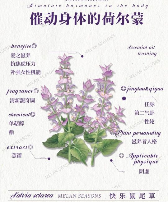 鼠尾草种植全攻略：从选种到成活的最佳时间与方法