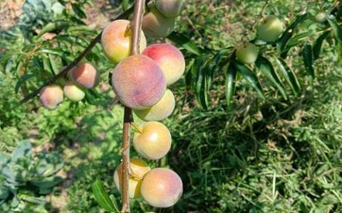 适合高山种植的果树：品种选择与栽培全攻略