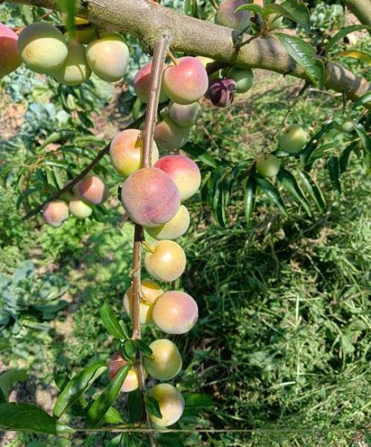 适合高山种植的果树：品种选择与栽培全攻略