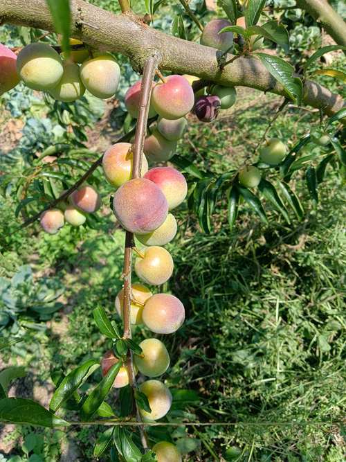 适合高山种植的果树：品种选择与栽培全攻略