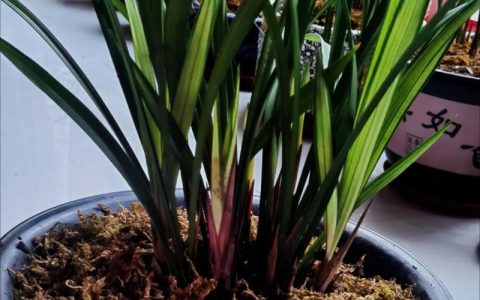 兰花什么季节种植最好？从选时到成活的全流程指南