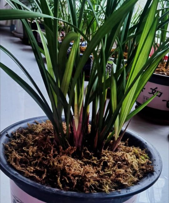 兰花什么季节种植最好？从选时到成活的全流程指南
