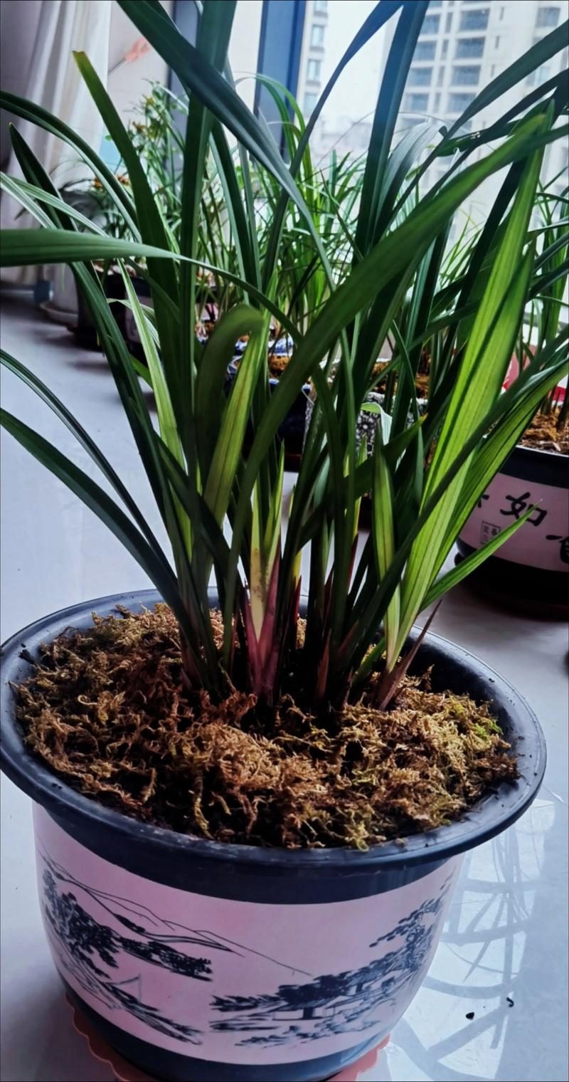 兰花什么季节种植最好?从选时到成活的全流程指南 兰花什么季节种植最好?从选时到成活的全流程指南