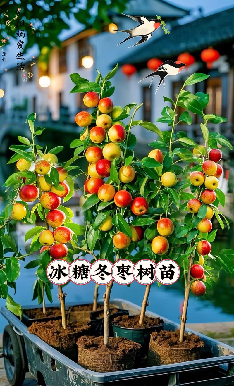 七、成活注意事项：防冻、防风、防病虫
