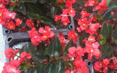 四季海棠四季开花吗？家庭养护与品种选择指南