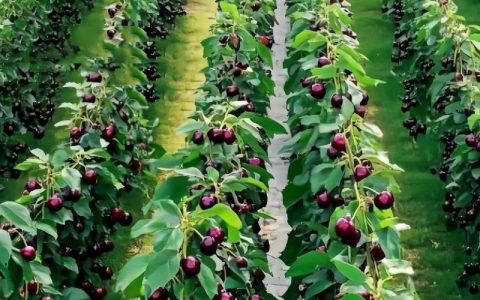 科学选购车厘子苗：避开虚假渠道的四大核查步骤