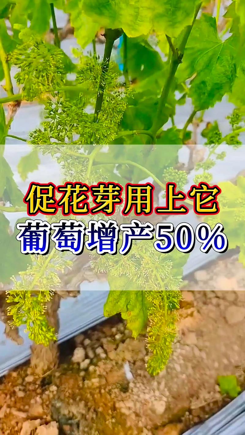 葡萄苗什么时候种合适?掌握这3个时间节点,成活率高达95% 栽前处理:裸根苗必须泡水醒根