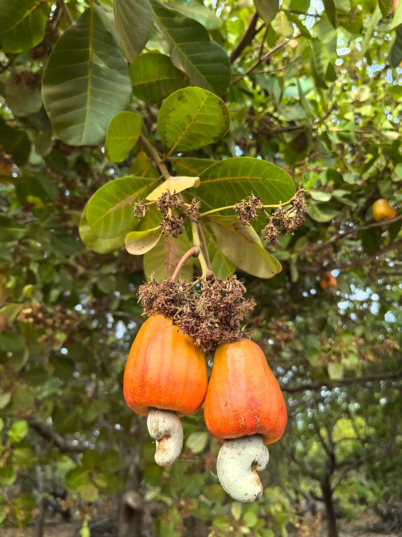 腰果树种植与腰果食用问答:腰果可以一块吃吗? 腰果树:一种兼具观赏与实用价值的园艺植物