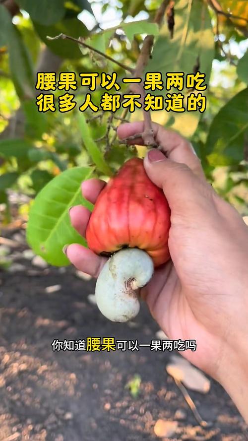 腰果树种植与腰果食用问答:腰果可以一块吃吗? 园艺种植中的注意事项与收获