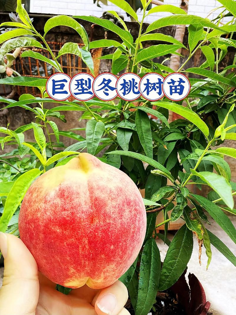 冬桃苗价格参考指南:2025年市场行情及影响因素全解析 季节:春季最贵,秋季次之