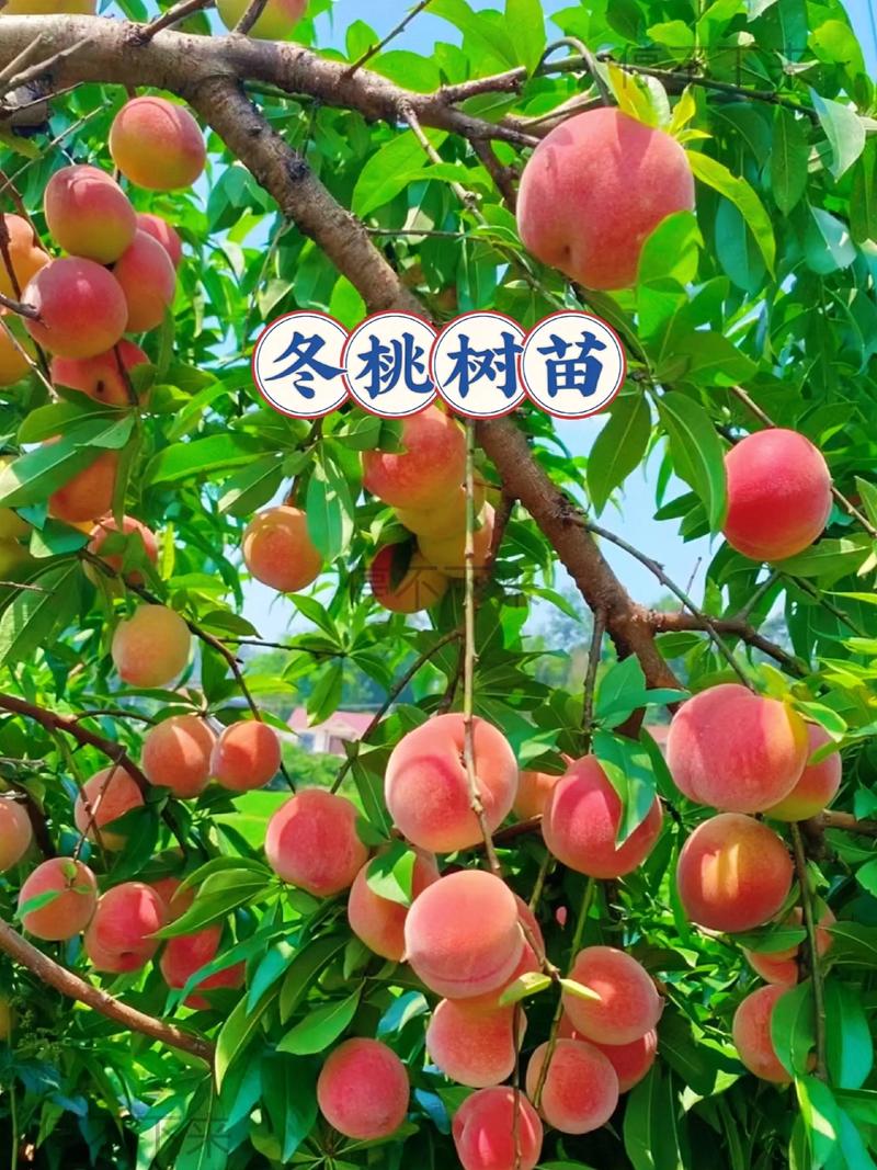 冬桃苗价格参考指南:2025年市场行情及影响因素全解析 物流:不容忽视的隐性成本