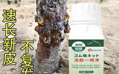 李子树流胶病防治全攻略：用药与修剪指南