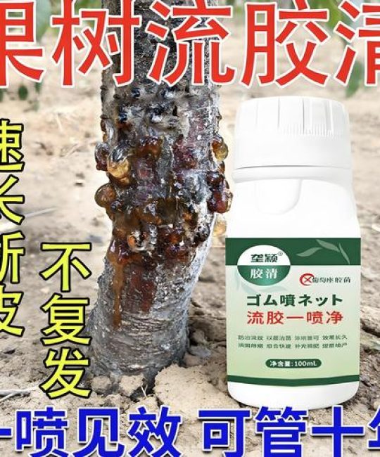 李子树流胶病防治全攻略：用药与修剪指南