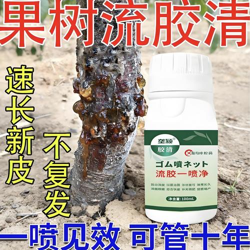 李子树流胶病防治全攻略:用药与修剪指南 李子树流胶病防治全攻略:用药与修剪指南