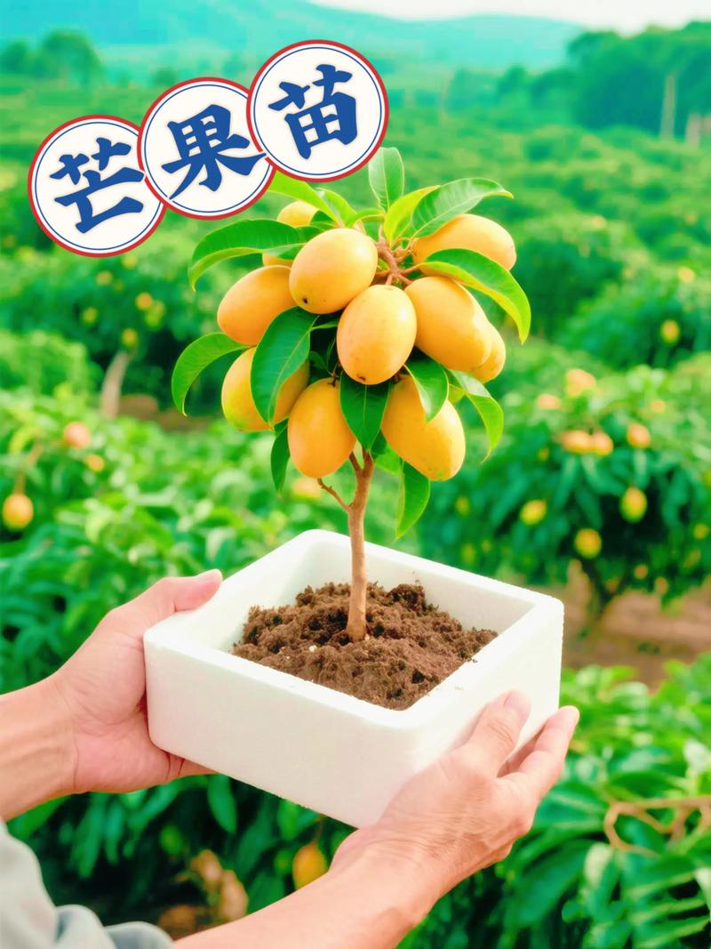 芒果可以种吗?从选苗到结果,这份实操指南全告诉你 适宜种植时间:春季气温稳定在20-25°C时最佳