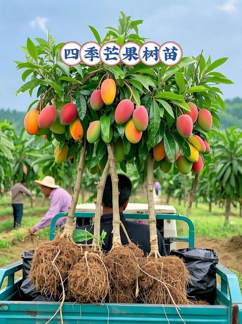 芒果可以种吗?从选苗到结果,这份实操指南全告诉你 土壤环境:选择疏松、肥沃、排水良好的沙壤土