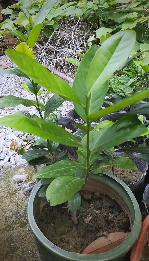 芒果可以种吗?从选苗到结果,这份实操指南全告诉你 栽植深度:根茎结合部与地面平齐