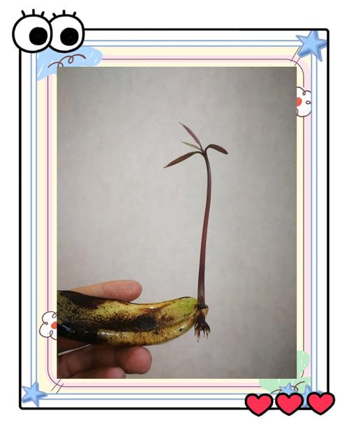 芒果可以种吗?从选苗到结果,这份实操指南全告诉你 浇定根水:栽后立即浇透,不积水